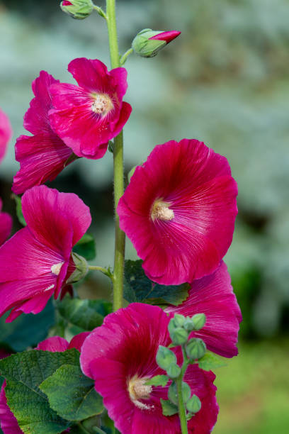 istock Red hollyhock blooms. 1167264728