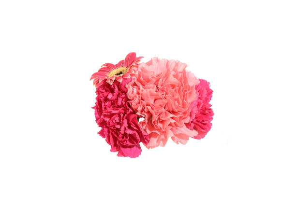 istock bouquet of transvaal daisy and carnation in a white background 1167264732