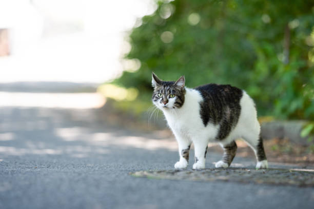 istock cat on street 1167264950