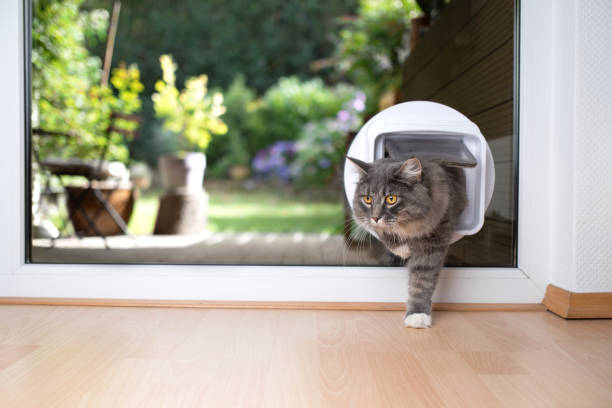 Cat Flap young blue tabby maine coon cat coming back in from garden passing through cat flap in window longhair cat photos stock pictures, royalty-free photos & images