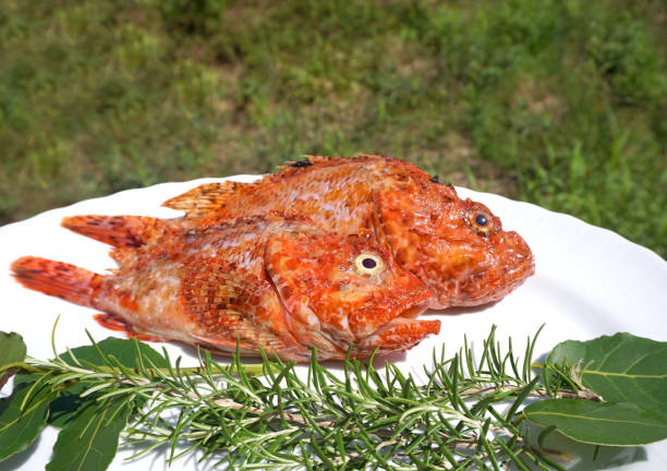 Fresh and raw sea fish, Redfish Scorpaena scrofa on the plate, decorated with rosemary and laurel leaves, prepared for cooking Two fresh and raw sea fish, Redfish Scorpaena scrofa on the plate, decorated with rosemary and laurel leaves, prepared for cooking red scorpionfish photos stock pictures, royalty-free photos & images