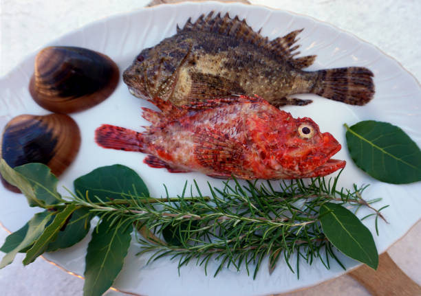 Red fish Scorpaena scrofa and scorpion fish Scorpaena porcus on the plate, decorated with natural Mediterranean herbs and sea shells Sea fish, red fish Scorpaena scrofa and scorpion fish Scorpaena porcus on the plate, decorated with natural Mediterranean herbs and sea shells red scorpionfish photos stock pictures, royalty-free photos & images
