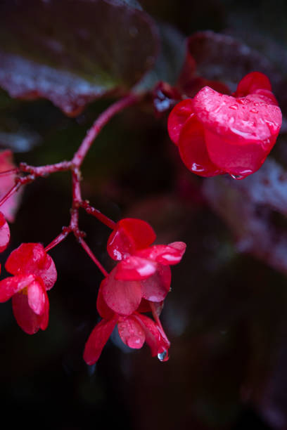 gotejamento vibrante, vermelho das flores na chuva - 5550 - fotografias e filmes do acervo