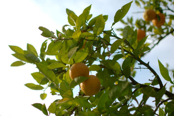 istock Ripe, juicy oranges on the tree 1167267186