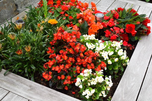 ベゴニア付き夏の花壇 - frame flower ornamental garden beauty in nature ストックフォトと画像