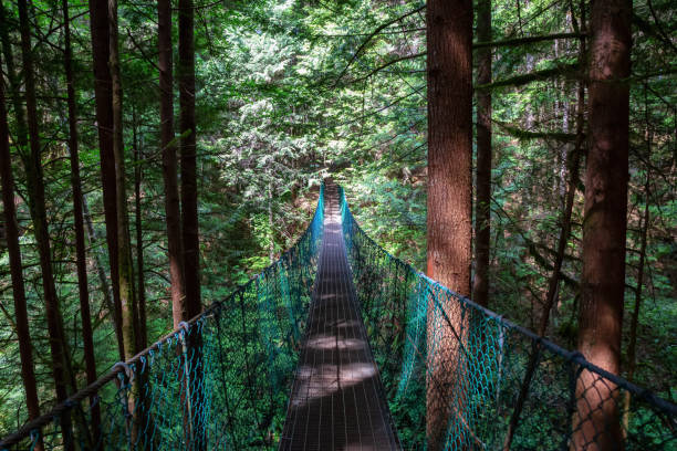 Juan de Fuca Trail Beautiful view of a suspention bridge on the Juan de Fuca Trail to Mystic Beach on the Pacific Ocean Coast during a sunny summer day. Taken near Port Renfrew, Vancouver Island, BC, Canada. colwood photos stock pictures, royalty-free photos & images