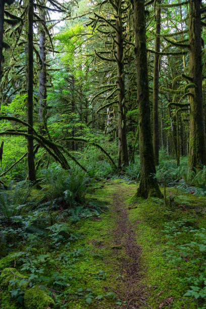 istock Golden Ears Provincial Park 1167270258