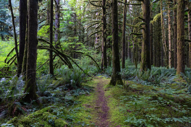 istock Golden Ears Provincial Park 1167270331