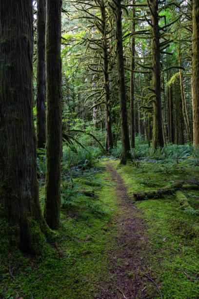 istock Golden Ears Provincial Park 1167270342