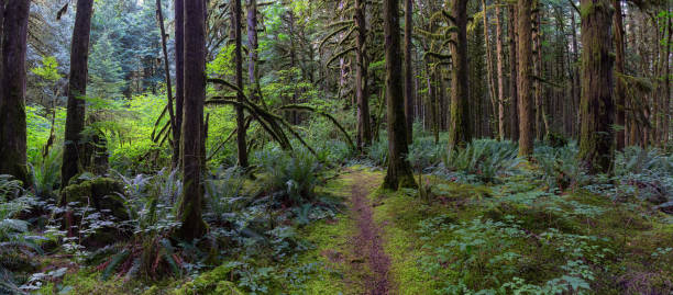 istock Golden Ears Provincial Park 1167270355