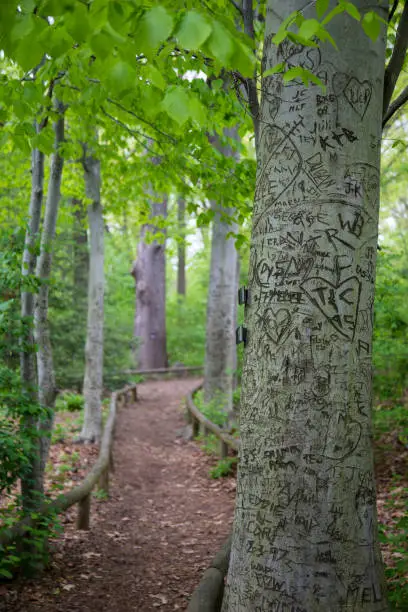 Graffitied trees carved with lovers initials line a quiet dirt path in the forest, surrounded by lush greenery. Shot on Canon.