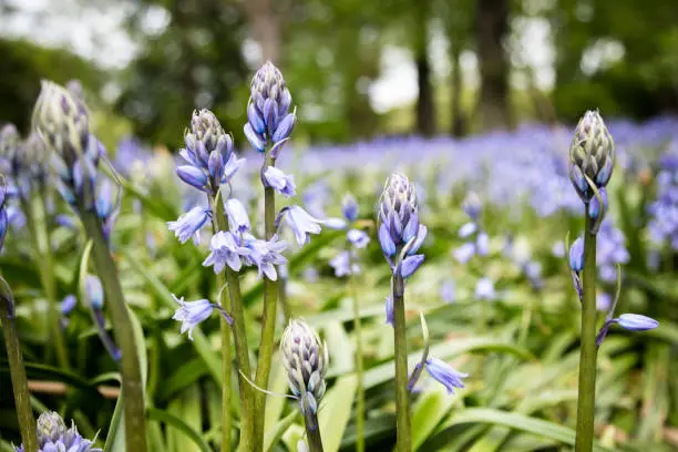 Beautiful purple flowers bloom in a vast field surrounded by trees. The photo gives a detailed, macro perspective of the flowers in various stages of blooming. Shot on Canon.