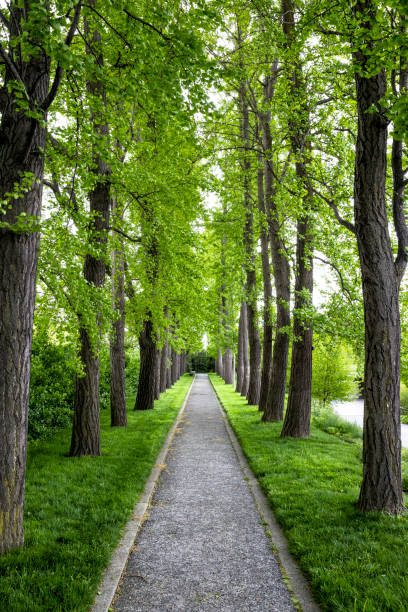 istock A quiet, tree-lined path in a botanic garden surrounded by lush greenery 1167270996