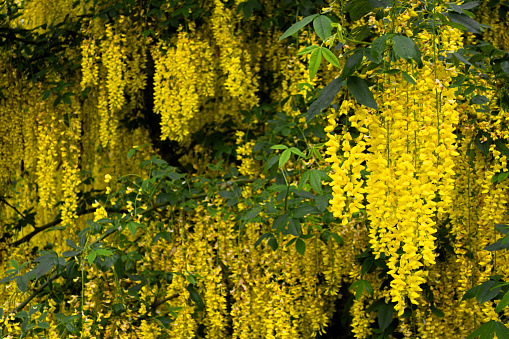 Laburnum Golden Rain flowers on a tree