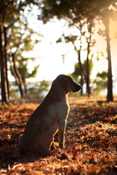 istock A dog profile in the golden hour 1167274868