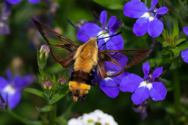 istock The hummingbird clearwing,Hemaris thysbe commonly known as hawk moth 1167274882