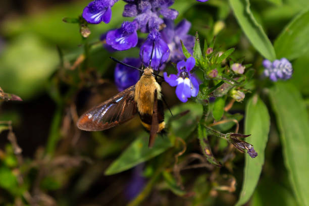 istock The hummingbird clearwing,Hemaris thysbe commonly known as hawk moth 1167274883