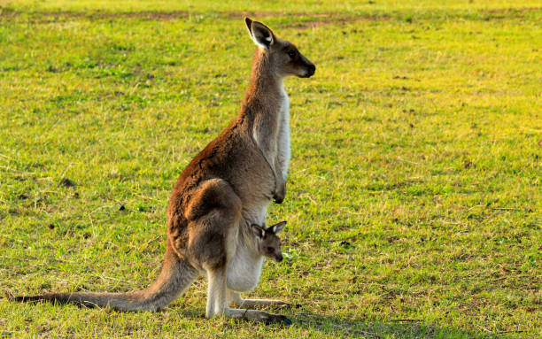 istock Kangaroo and her joey enjoying the afternoon sun 1167275009