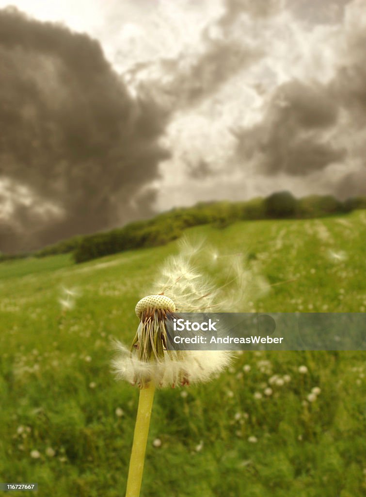 Blowball avec volant graines devant des nuages sombres - Photo de Aigrette de pissenlit libre de droits