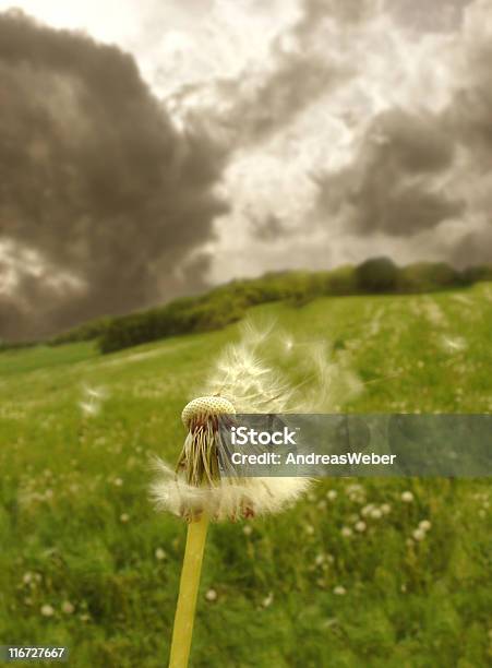 Blowball With Flying Seeds In Front Of Dark Clouds Stock Photo - Download Image Now - Dandelion Seed, Storm, Beauty