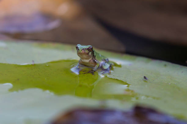 istock The Gray treefrog (Hyla versicolor) and Pickerel frog (Lithobates palustris) 1167276719
