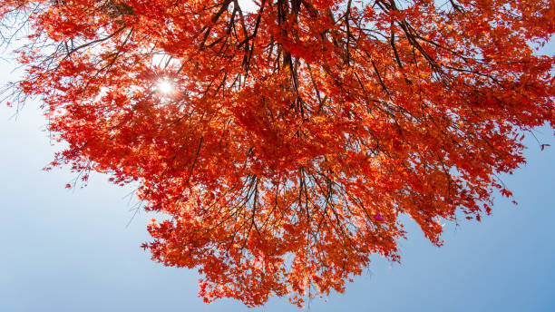 o sol brilha através das folhas de plátano vermelhas no céu azul, estação do outono, nikko, japão - nikko national park - fotografias e filmes do acervo