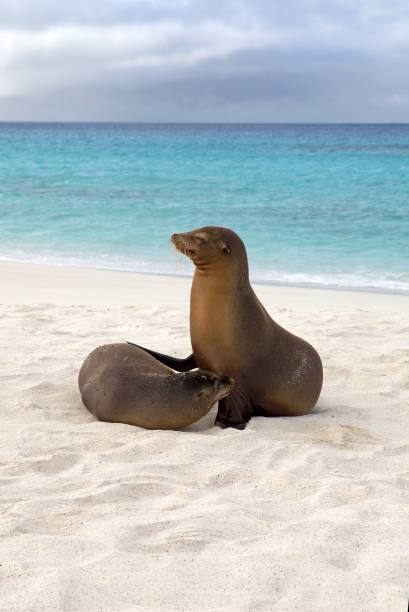 istock Galapagos sea lions 1167279096