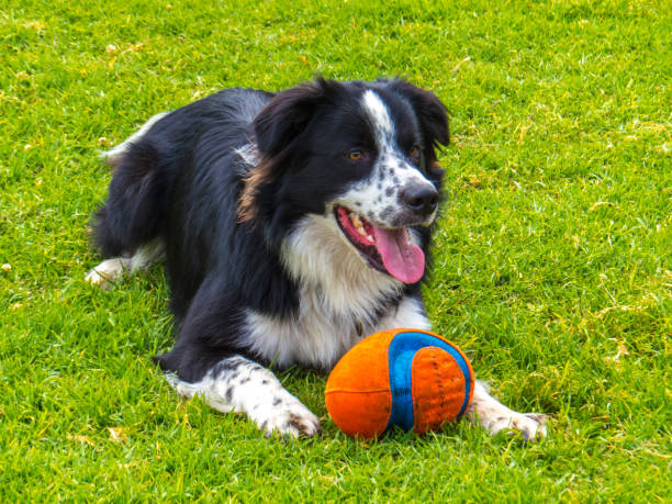 istock Border Collie playing with toy in grass 1167280676