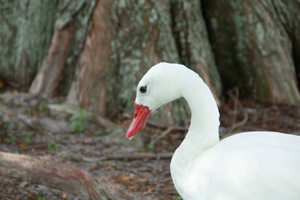 istock Strange white duck with an orange beak 1167282360
