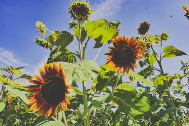 istock Faded Sunflower Photo 1167284121