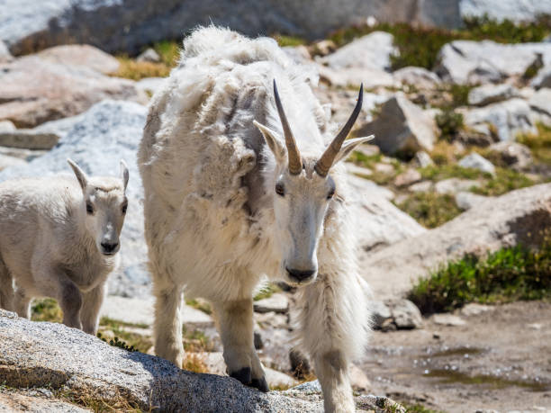 istock White mountain goat in Cascade Mountains 1167287369