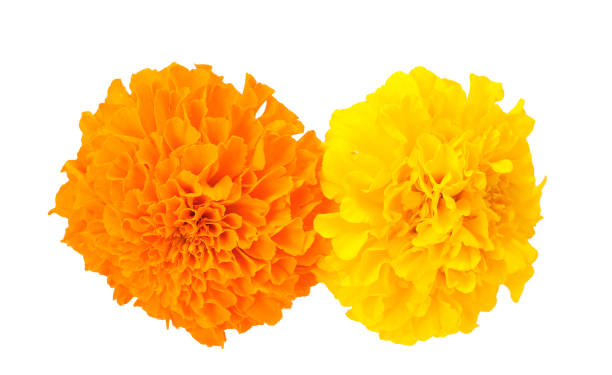 Flor De Muertos - Banco de fotos e imágenes de stock - iStock Flor De Muertos - Banco de fotos e imágenes de stock - iStock