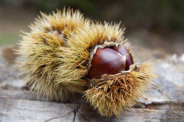 Castagne. - foto stock