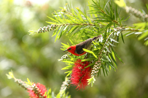 Scarlet Honeyeater on a bottlebrush tree in Australia