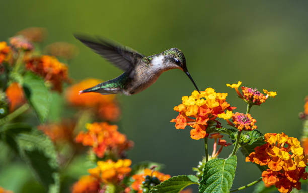 Hummingbird Ontario, Canada flapping wings photos stock pictures, royalty-free photos & images