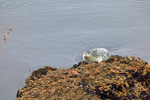 Harbor Seals on a rock in Point Lobos, Carmel, CA