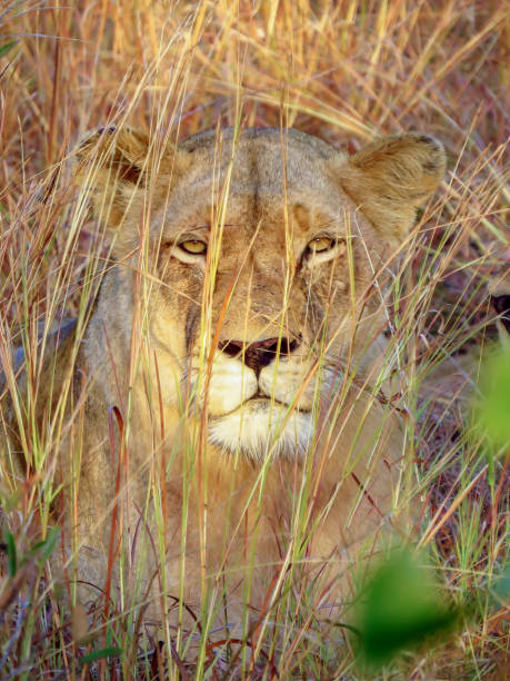 istock Female Lion Resting in Bush 1167295517