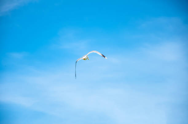 istock The beautiful seagull flying to the sky 1167295546