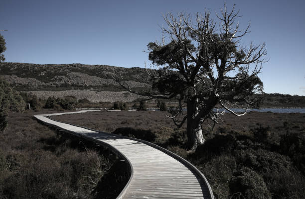 caminhada da natureza do lago pine - pine - fotografias e filmes do acervo