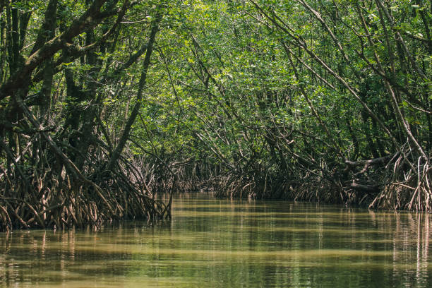 istock Mangrove forests in nature 1167303553