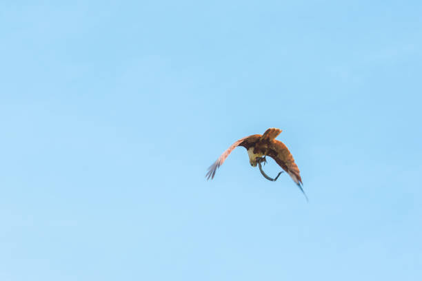 istock Haliastur indus is flying out for prey 1167303554