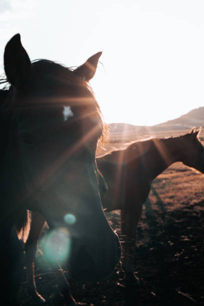 istock Horse photography 1167307460