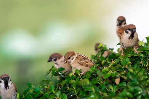A flock of birds resting on the tree. Sparrow