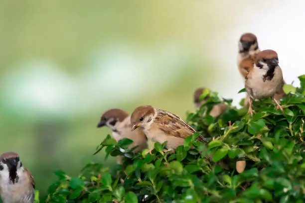 Photo of A flock of birds resting on the tree. Sparrow