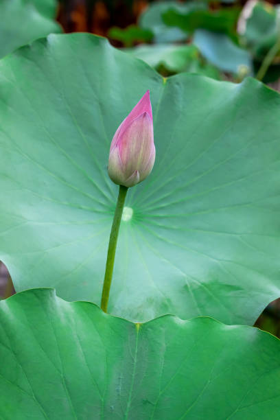 istock Blooming lotus in the lotus pond 1167308079