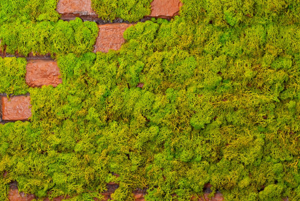 istock Texture of green decorative moss. Natural moss on a brick wall. 1167309217