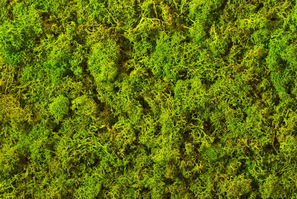 istock Texture of green decorative moss. Natural moss for interior design. 1167309218