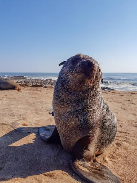istock Cape Cross Seal Colony in Namibia 1167310760