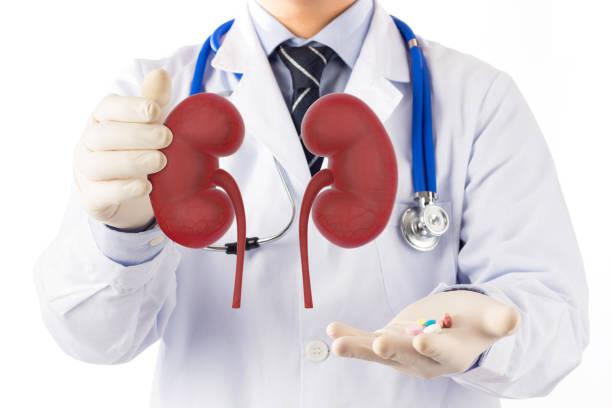 kidney disease doctor check 3D kidney urology , kidney disease with medicine nephropathy photos stock pictures, royalty-free photos & images