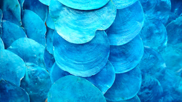 istock BLUE shell use decoration in wall and mobile 1167310931
